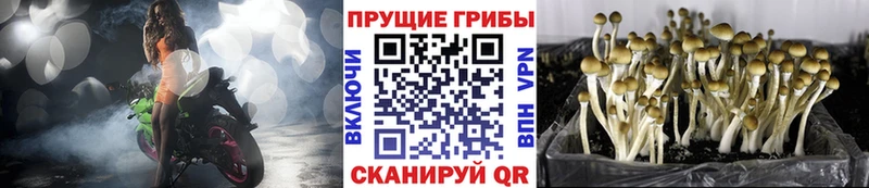 где можно купить   Рязань  Галлюциногенные грибы Cubensis 